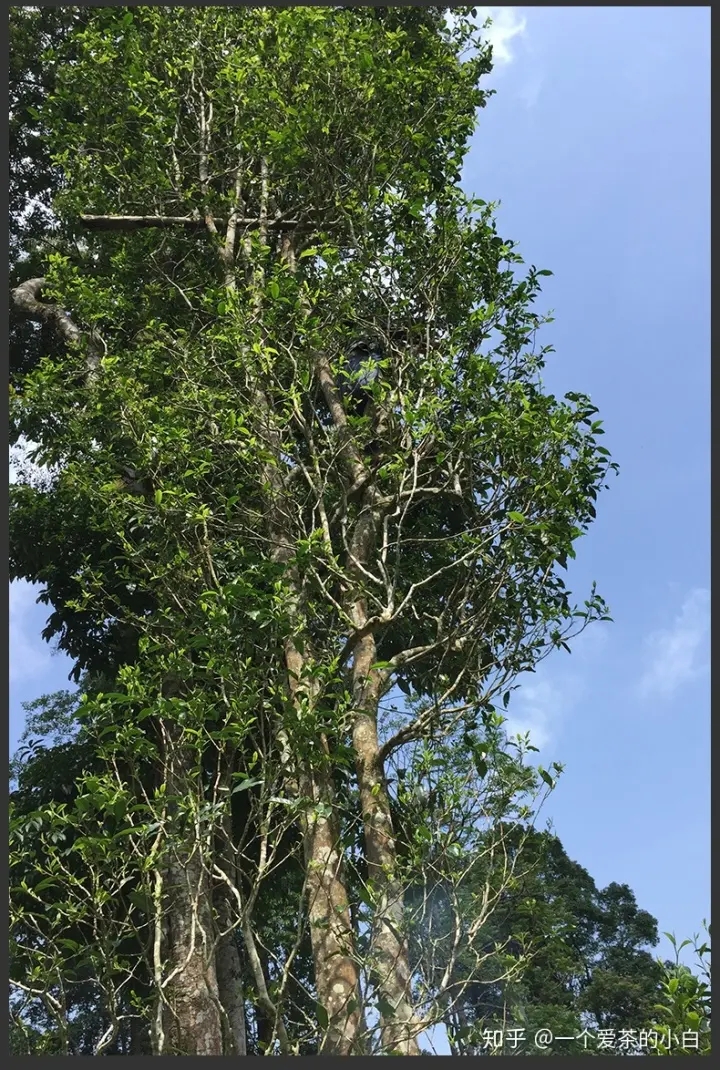 高桿古樹做成的普洱茶，憑什么紅遍大江南北？