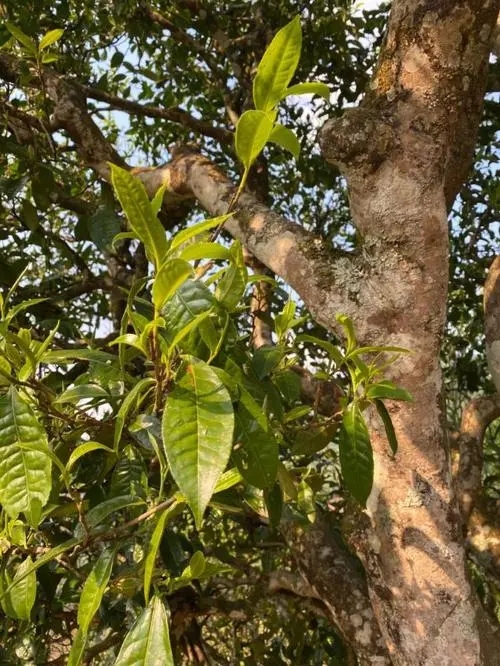 易武高桿 普洱長(zhǎng)頸？