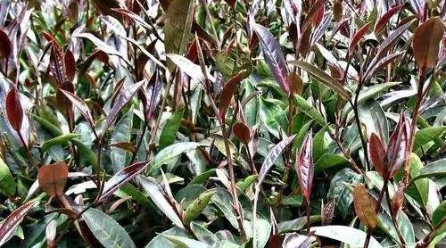 紫芽普洱是什么茶？