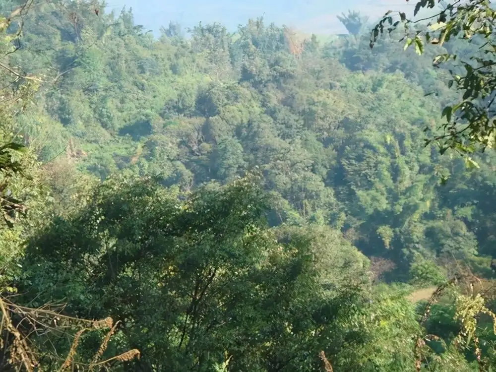 茶山紀(jì)實(shí)：再進(jìn)犀牛塘，不一樣的感覺(jué)；菁瑤可以預(yù)見(jiàn)的豐收年