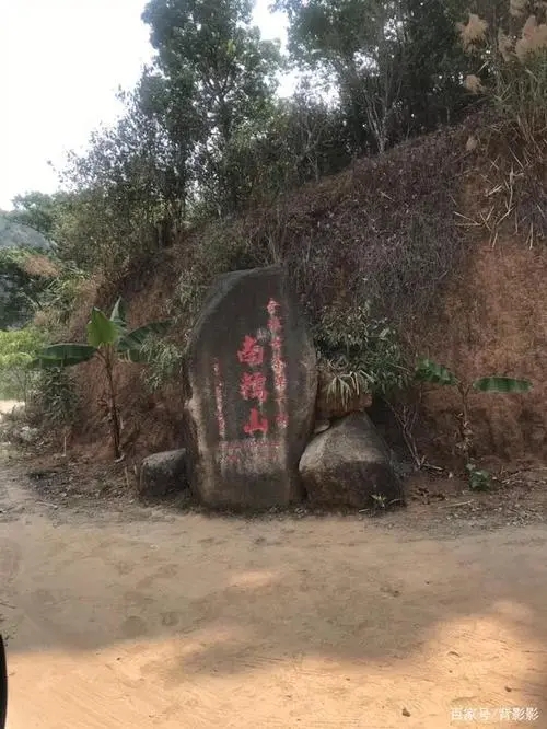 古茶第一村”，你見過這樣的茶樹嗎？