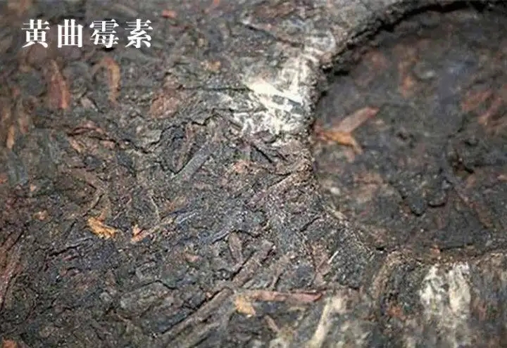 普洱茶有黃曲霉毒素，喝了會致癌？不黑不吹，咱用事實說話