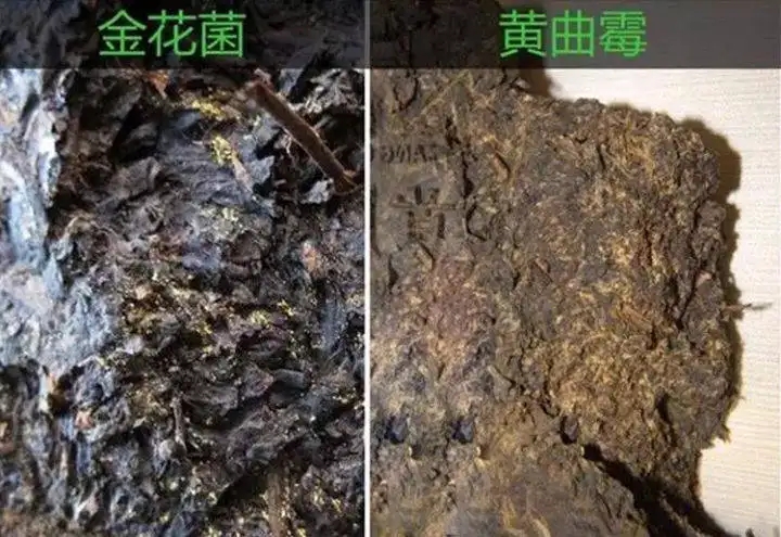 從普洱茶致癌論說開，再談普洱茶與黃曲霉毒素的關(guān)系。