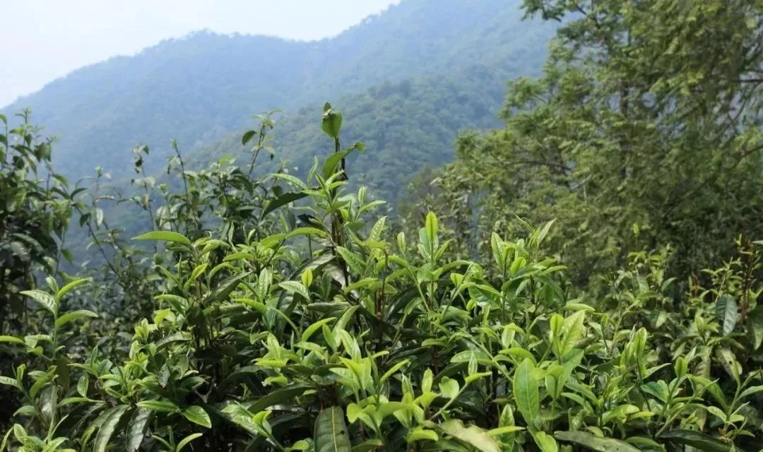 古樹茶的價(jià)值和意義在哪里？