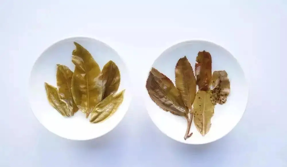 普洱茶的九種山寨版本，喜歡普洱茶的一定要看