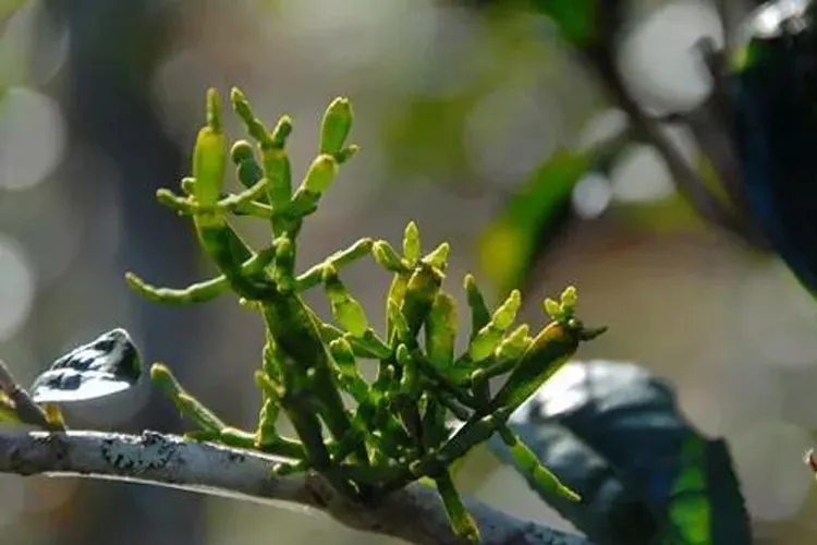 什么是螃蟹腳？茶界的螃蟹腳可能和你想的不一樣！
