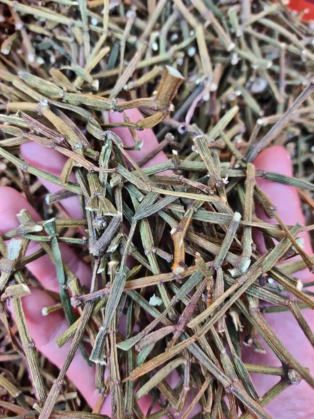 干貨 | 什么是茶界的螃蟹腳？