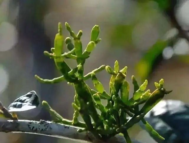 一節(jié)螃蟹腳，勝過冬蟲和夏草