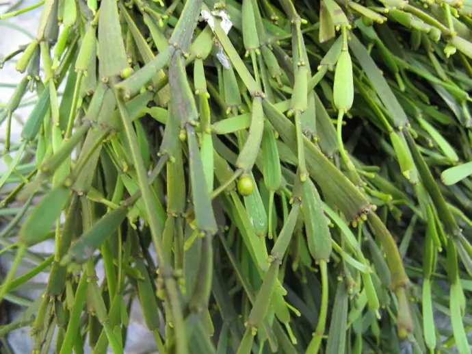 普洱茶中的“螃蟹腳”，到底是什么？如何辨別？