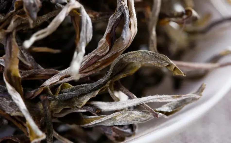 普洱茶樹生長的海拔越高，品質(zhì)就越好嗎？