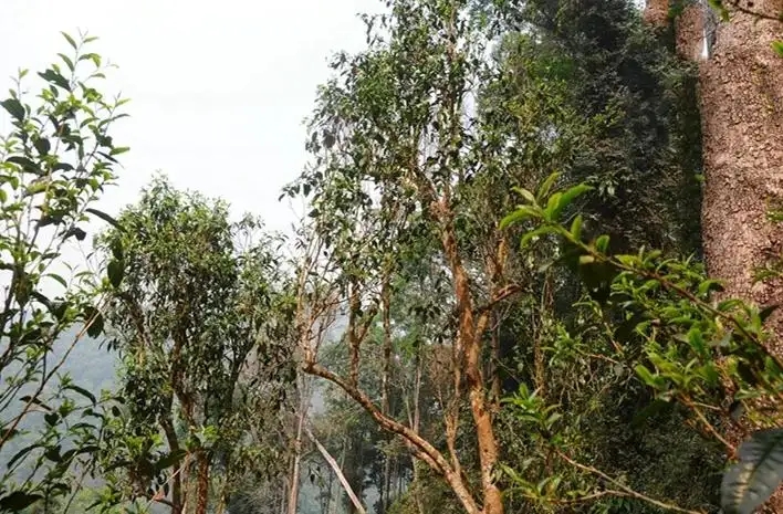 易武白茶園 | 量少珍稀古樹茶、易武茶中的佼佼者~香揚(yáng)水柔有內(nèi)質(zhì)