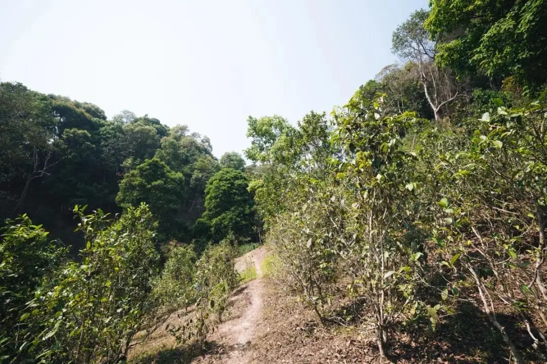 易武荒韻， 秘境白茶園