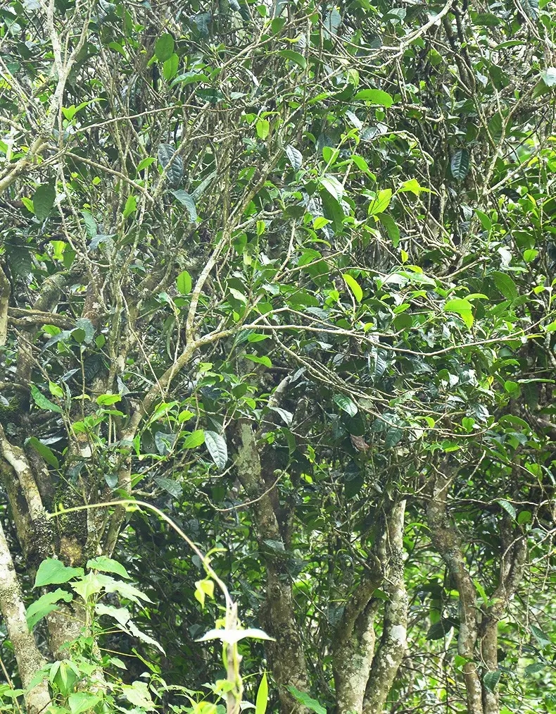 香竹箐：千年的觸摸，穿越時(shí)空的證明