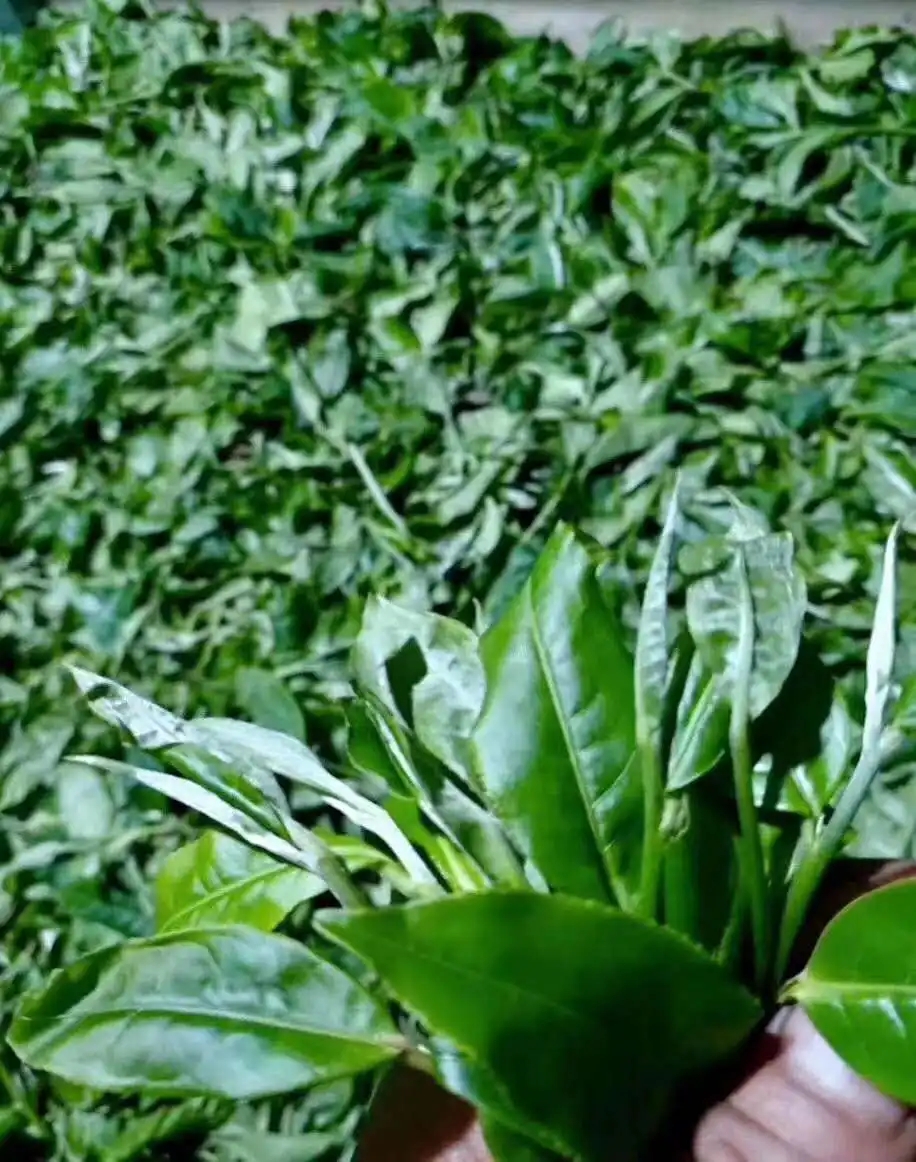 【答疑解惑】關(guān)于勐庫大葉種，你了解多少？