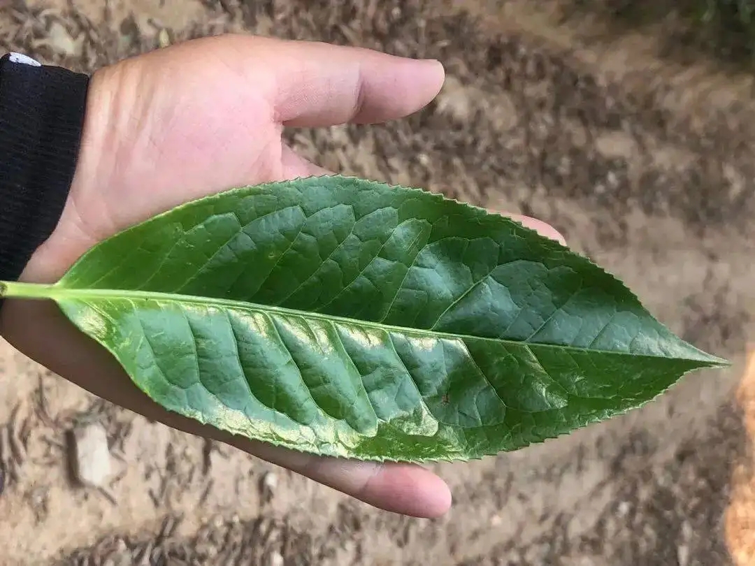 【茶百科】勐庫大葉種的適制性。