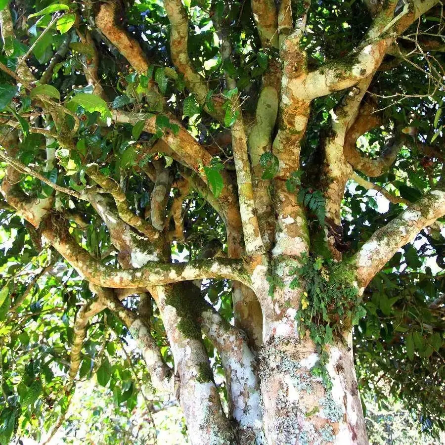 來(lái)自易武秘境的至味臻品！氣韻強(qiáng)勁，余韻深邃，一口喚醒你的味蕾~