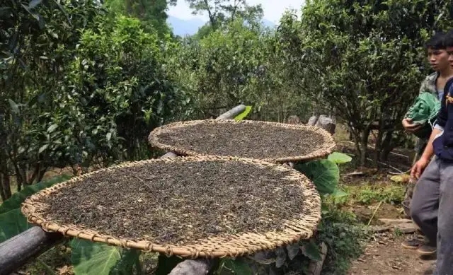 顛覆認知！普洱茶的傳統(tǒng)工藝究竟是什么？
