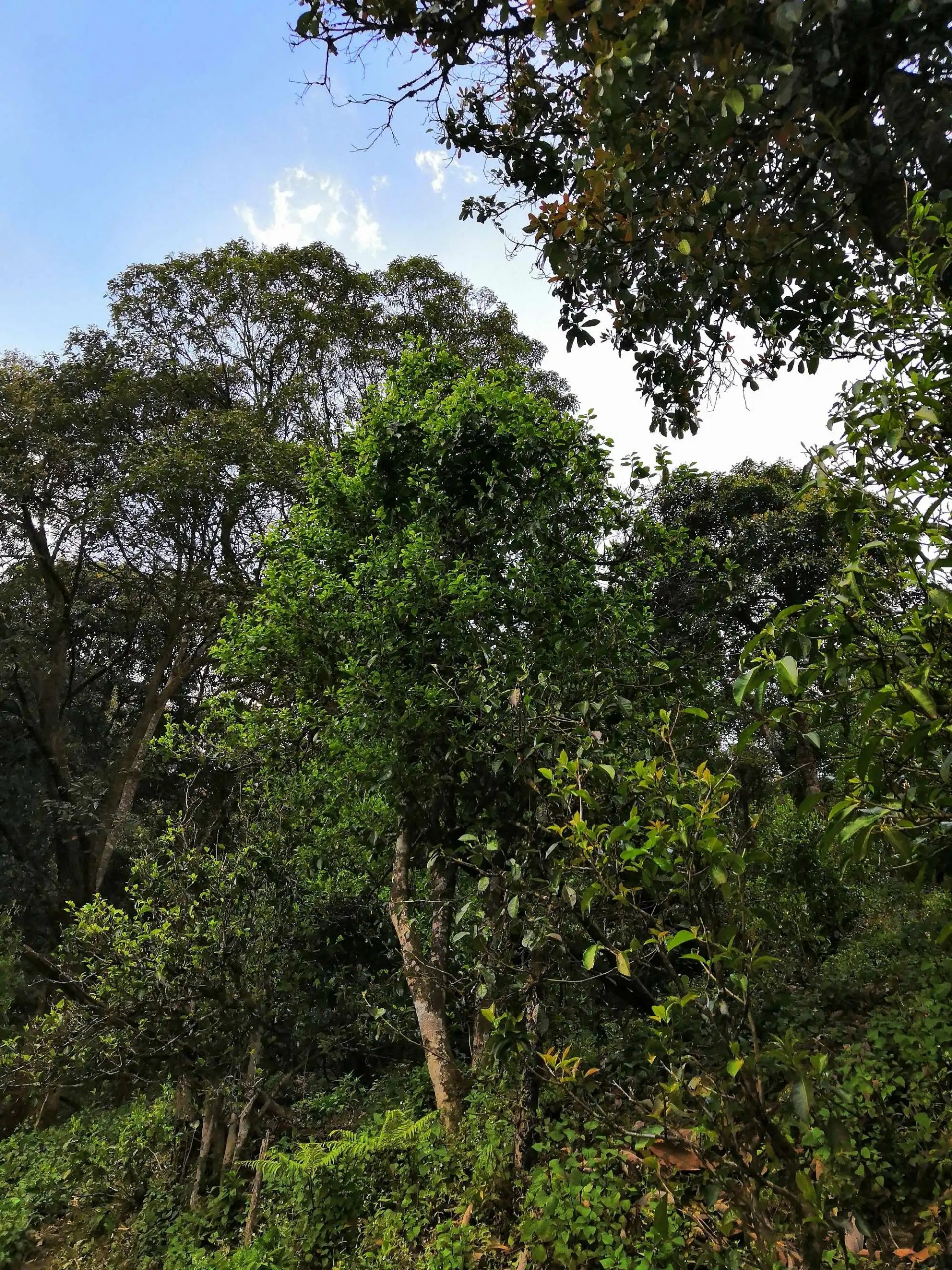 古樹茶的市場，未來該如何發(fā)展？