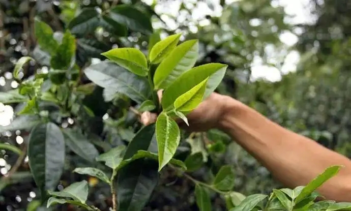 云南大葉種和小葉種是一個(gè)品種嗎？?jī)烧哂泻蝺?yōu)勢(shì)？