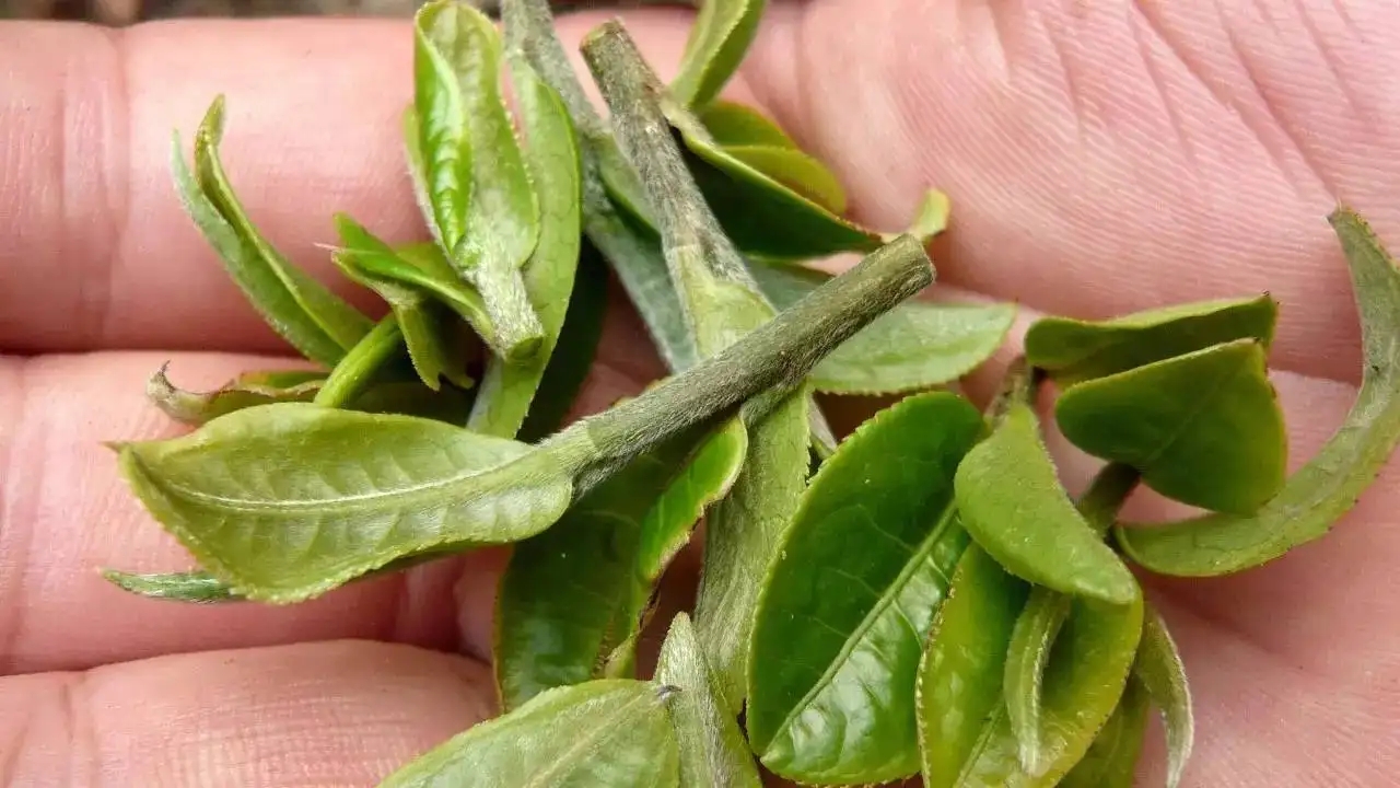 云南大葉種曬青毛茶，是什么茶？