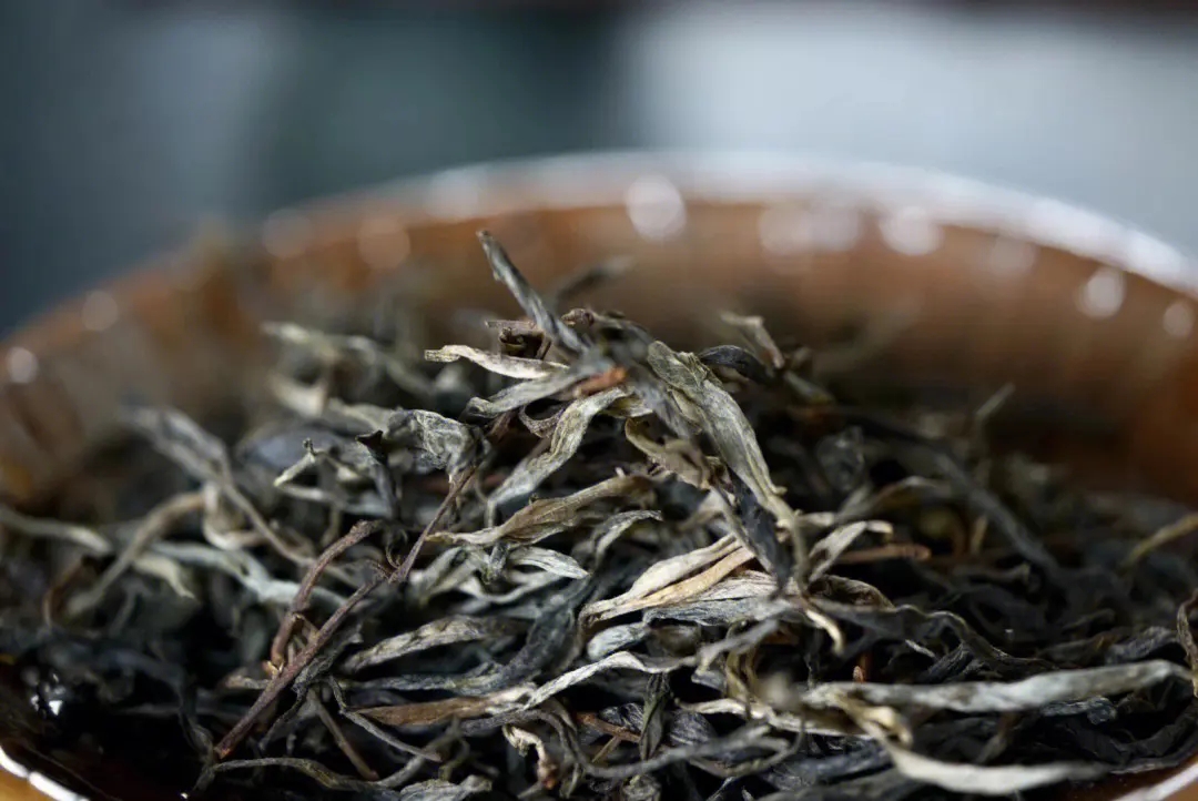 2023年老班章古樹春茶口感！