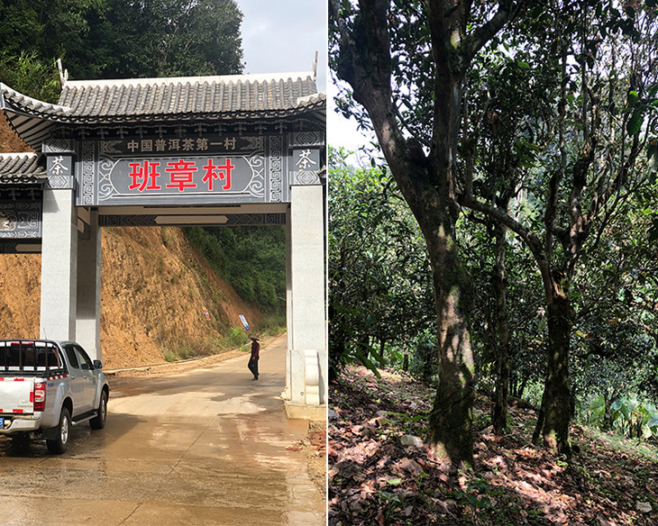 2023年新班章古樹春茶品質怎么樣？