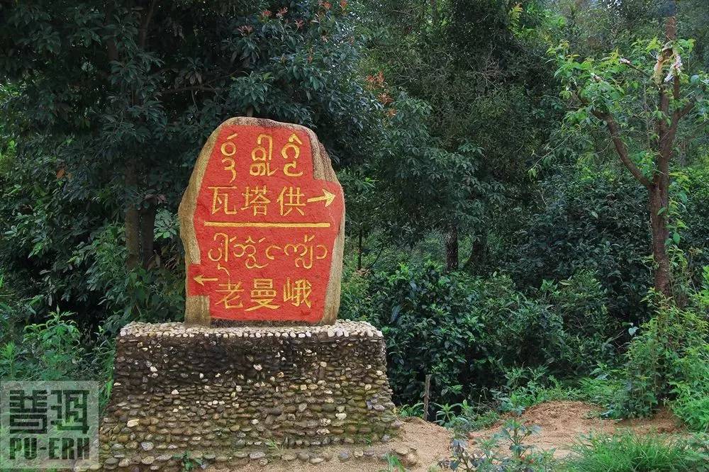 2023年老曼峨古樹春茶特點(diǎn)是什么？