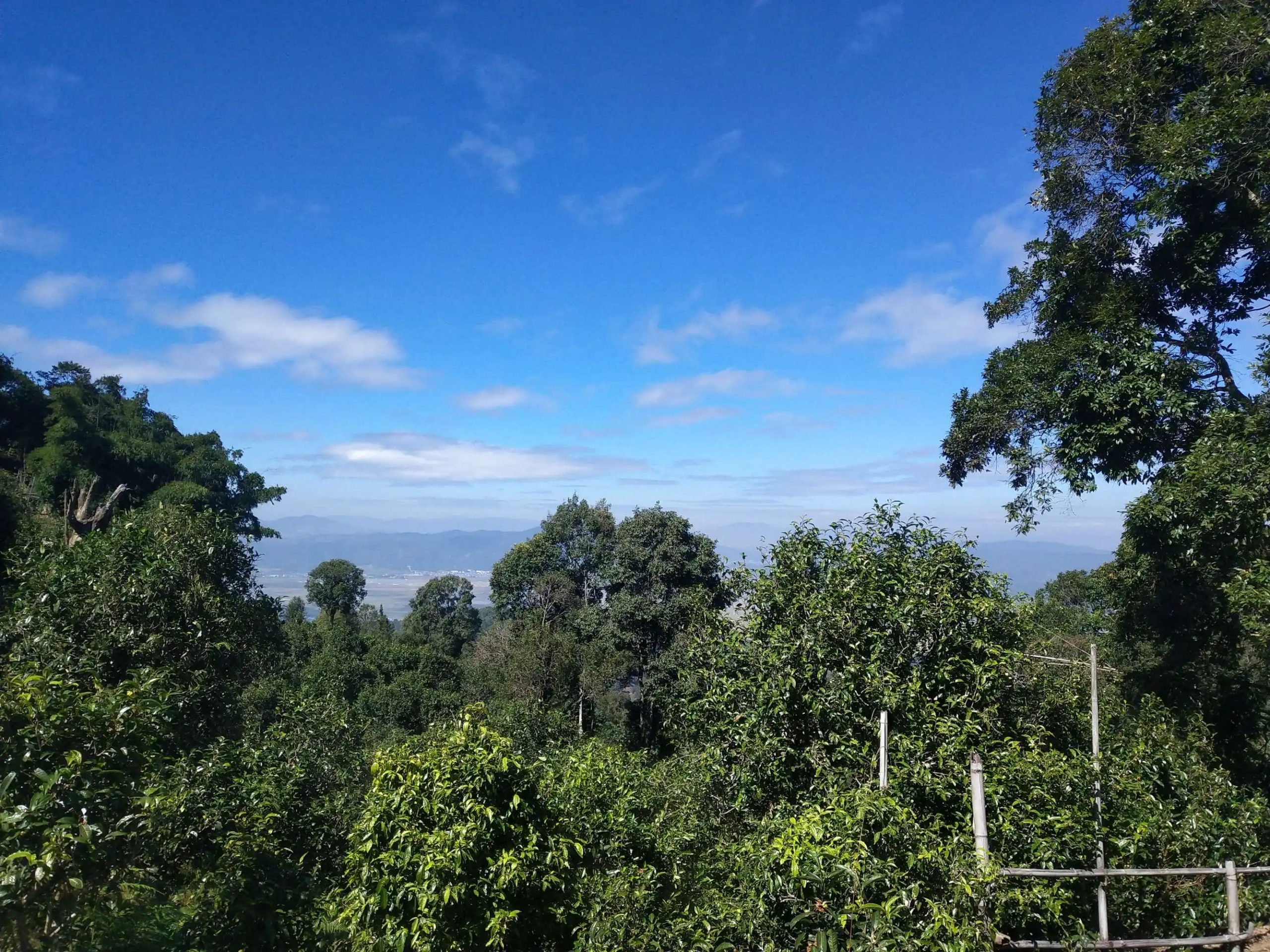 2023年廣別老寨古樹春茶特點(diǎn)是什么？