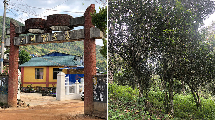 2023年廣別老寨古樹春茶多少錢一公斤？