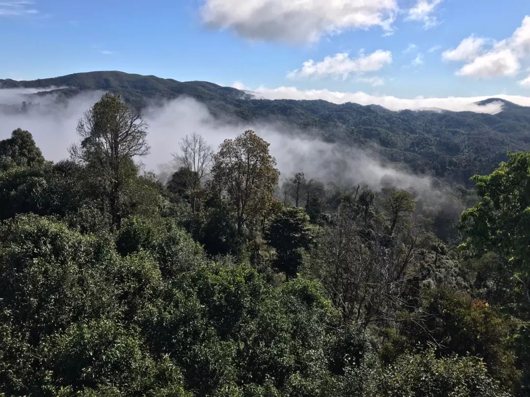 2023年賀開古樹春茶特點是什么？