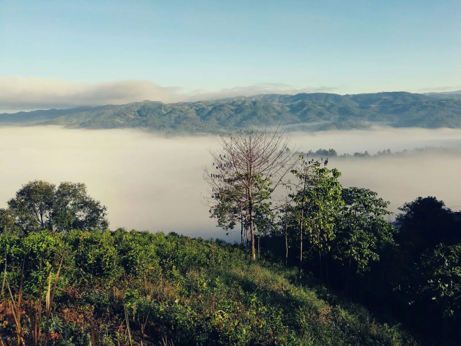 2023年賀開古樹春茶價格是多少？