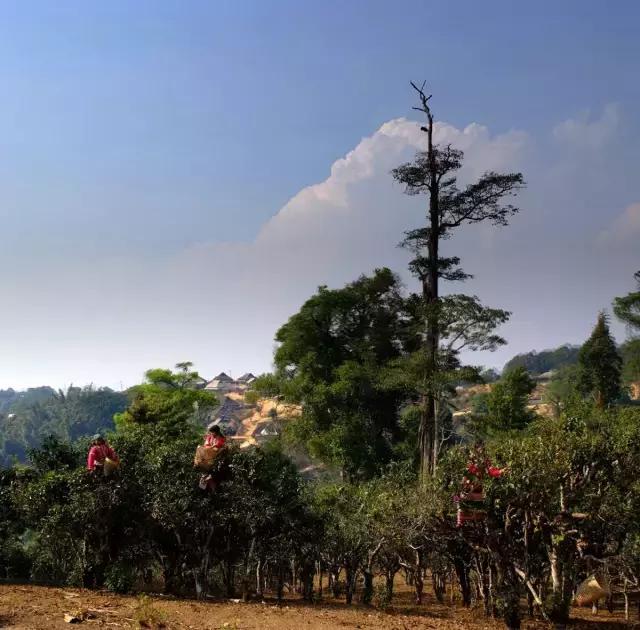 2023年賀開古樹春茶多少錢一公斤？