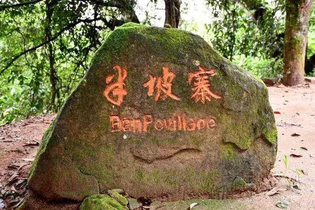 2023年半坡老寨古樹春茶價格是多少？