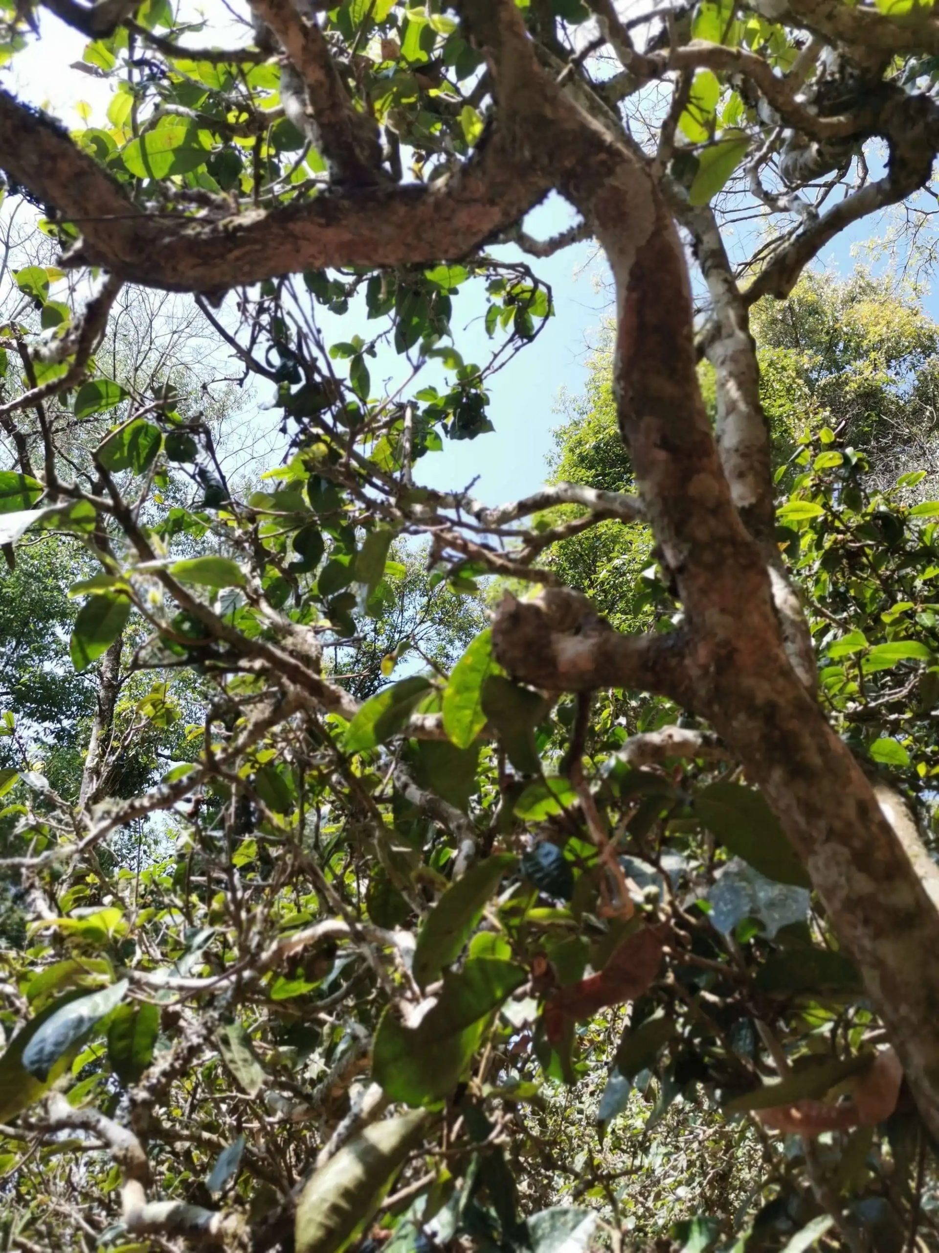 2023年那卡古樹春茶特點(diǎn)是什么？