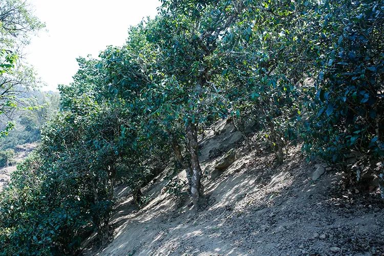 2023年那卡古樹春茶價(jià)格是多少？