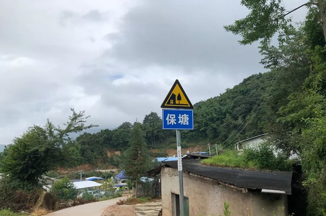 2023年保塘老寨古樹春茶特點(diǎn)是什么？