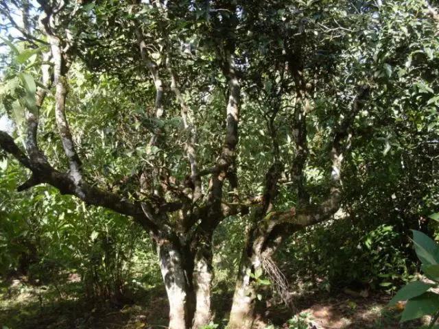 2023年保塘老寨古樹春茶多少錢一公斤？