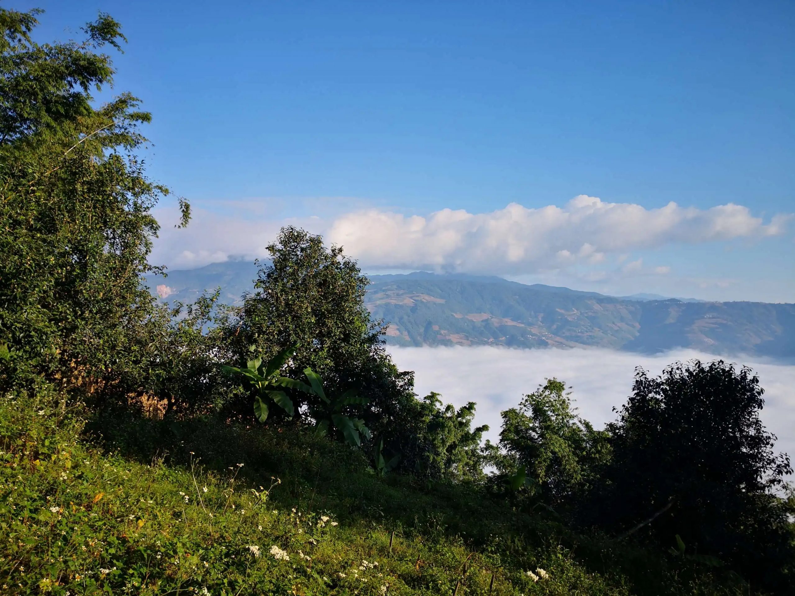 2023年邦崴古樹 春茶品質(zhì)如何？