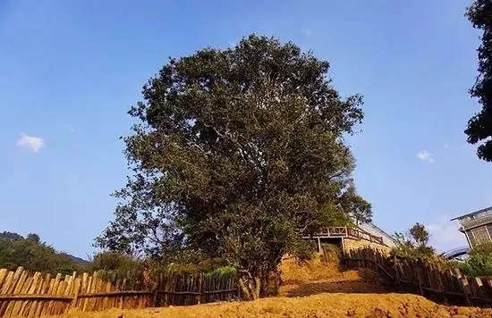 2023年邦崴古樹春茶價格多少？