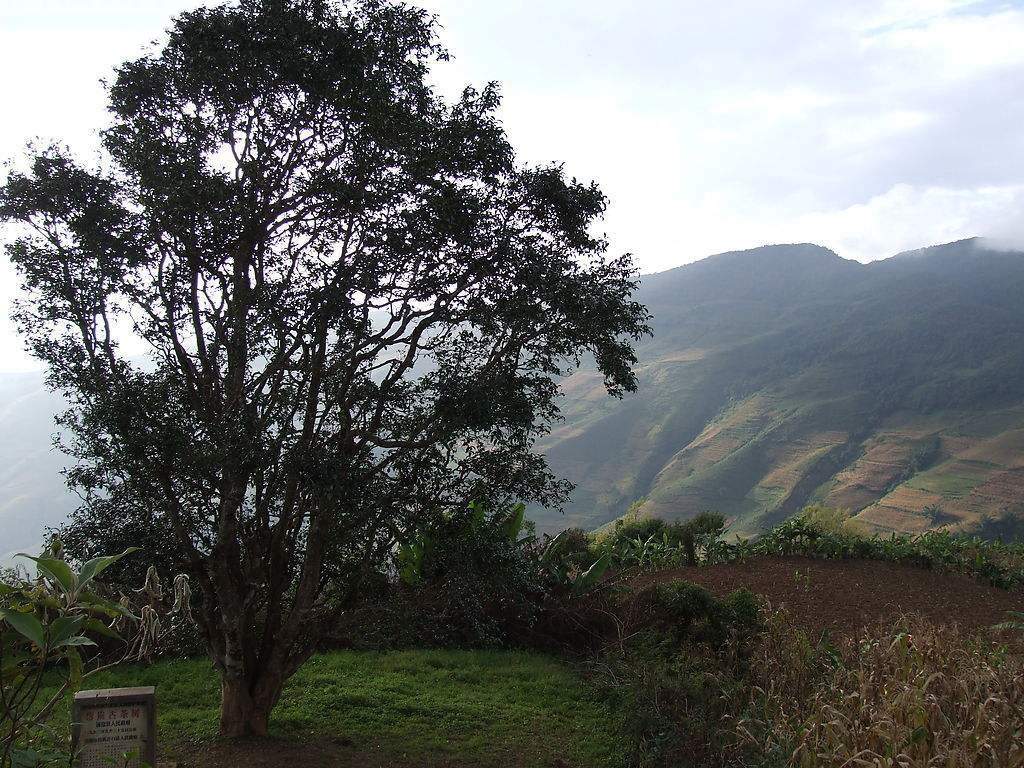 2023年邦崴古樹(shù)春茶多少錢(qián)一公斤？