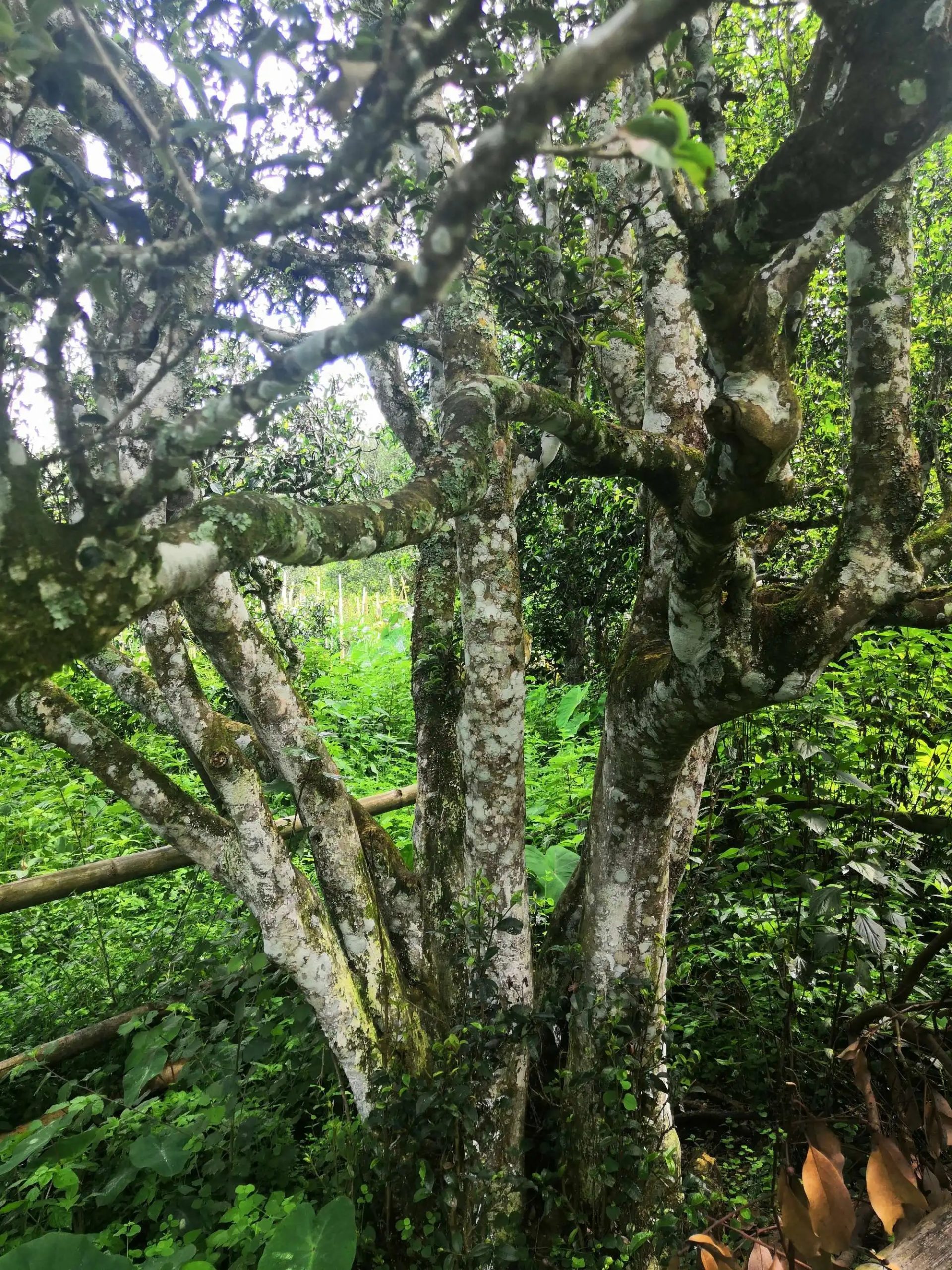 2023年困鹿山古樹(shù)春茶多少錢(qián)一公斤？