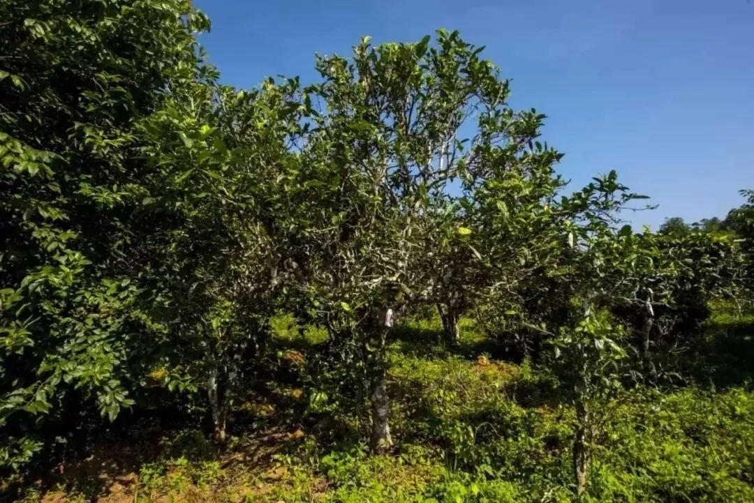 2023年迷帝古樹(shù)春茶口感怎么樣？