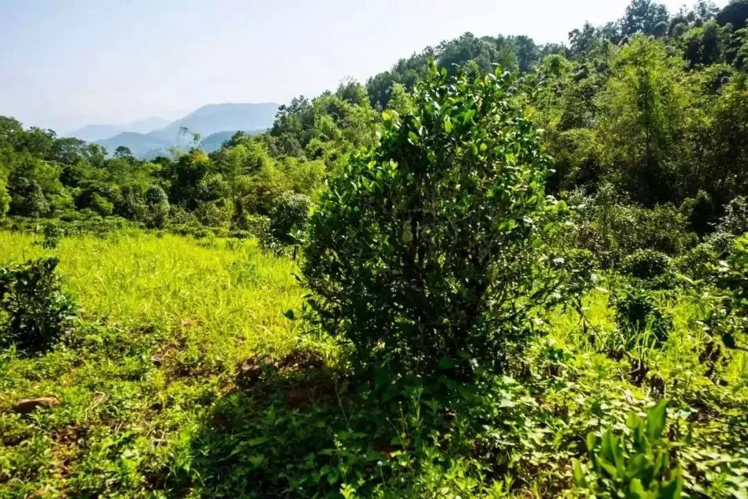 2023年迷帝古樹(shù)春茶特點(diǎn)是什么？