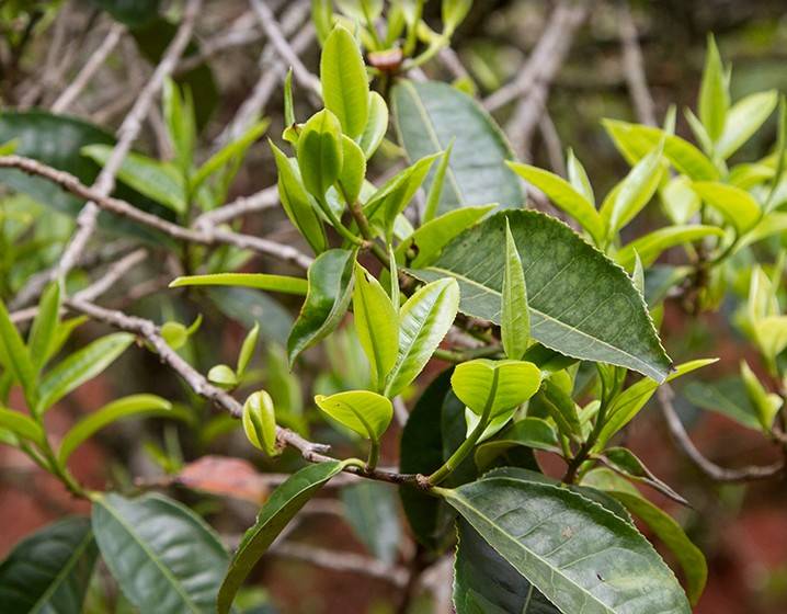 2023年苦竹山古樹(shù)春茶多少錢(qián)一公斤？