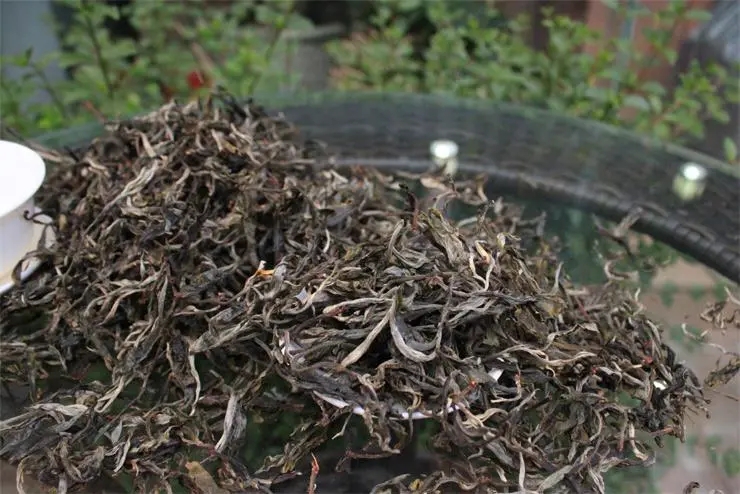 2023冰島古樹(shù)春茶品質(zhì)如何？