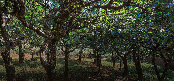 2023年小戶賽古樹春茶品質(zhì)怎么樣？