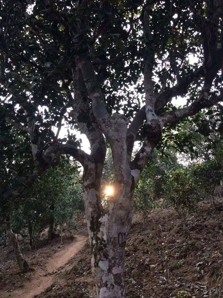 2023小戶賽古樹(shù)春茶口感是什么？