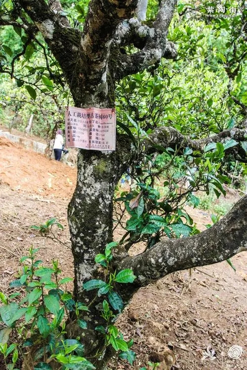 2023年小戶賽古樹(shù)春茶特點(diǎn)是什么？