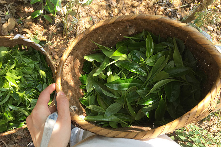 2023小戶賽古樹春茶價格是多少？