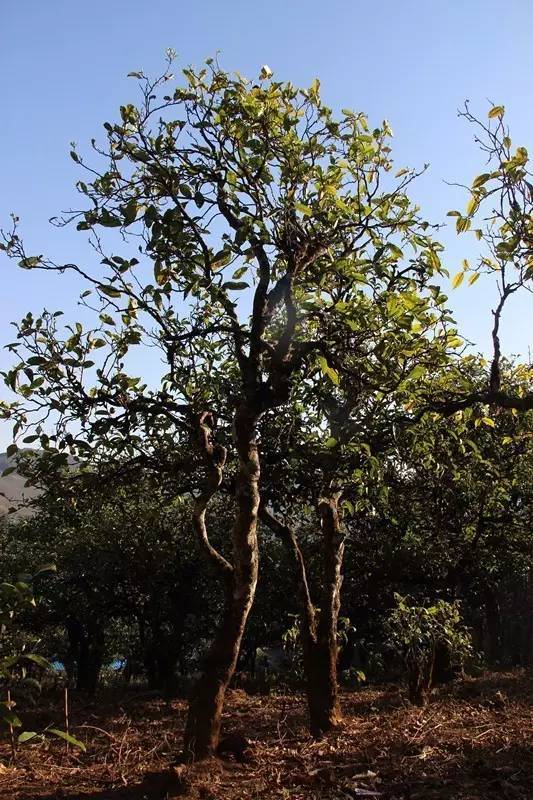 2023年小戶賽古樹(shù)春茶多少錢(qián)一公斤？